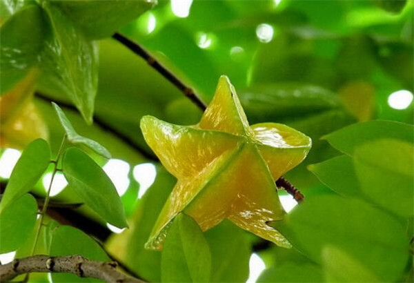 廣東特產(chǎn)水果有哪些圖片，廣東有什么水果特產(chǎn)