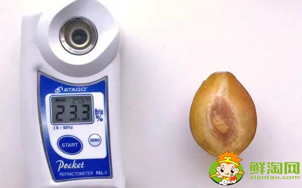 哪個品種的西梅最甜，新疆喀什法蘭西西梅糖度能達(dá)到22-25%
