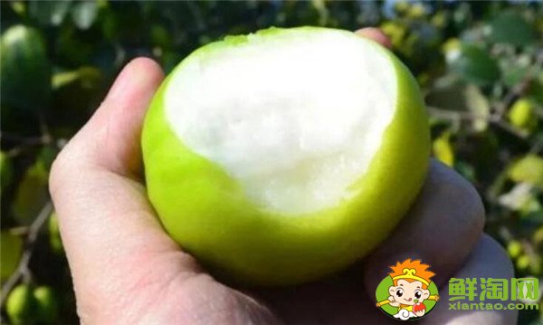青棗可以減肥嗎，牛奶青棗的營養(yǎng)價(jià)值