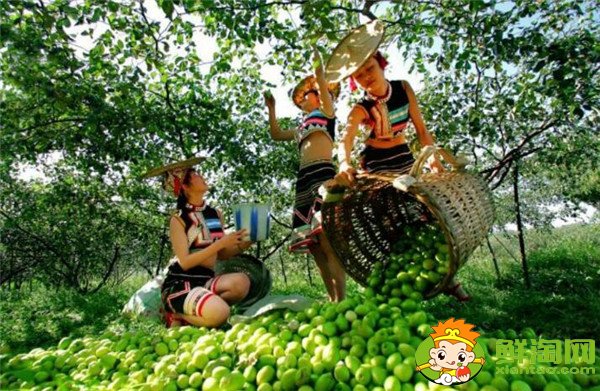 青棗可以減肥嗎，牛奶青棗的營養(yǎng)價(jià)值
