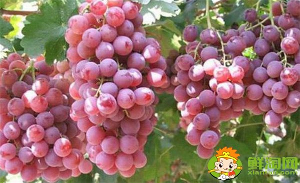 手術后吃什么水果傷口愈合快，肛裂手術后吃什么水果促進傷口愈合