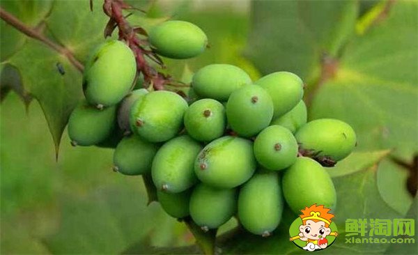 手術后吃什么水果傷口愈合快，肛裂手術后吃什么水果促進傷口愈合