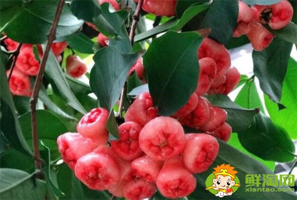 蓮霧產(chǎn)地在哪里，蓮霧產(chǎn)地有哪些地方