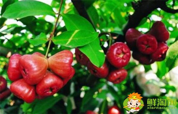 蓮霧產(chǎn)地在哪里，蓮霧產(chǎn)地有哪些地方
