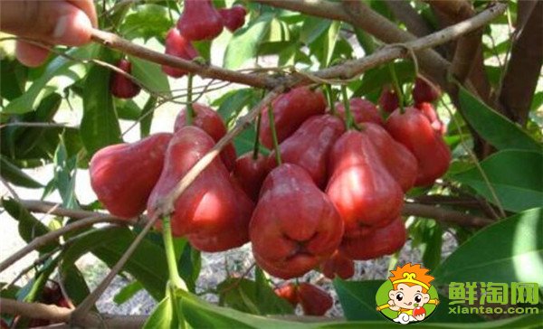 蓮霧產(chǎn)地在哪里，蓮霧產(chǎn)地有哪些地方