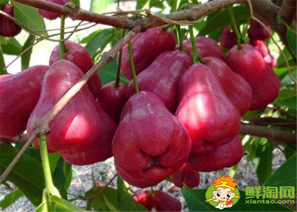 水果蓮霧的營(yíng)養(yǎng)價(jià)值高嗎(蓮霧的營(yíng)養(yǎng)價(jià)值是啥)，蓮霧的營(yíng)養(yǎng)價(jià)值及功效