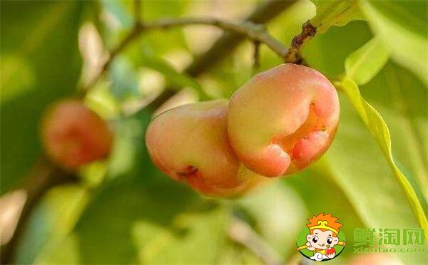 水果蓮霧的營(yíng)養(yǎng)價(jià)值高嗎(蓮霧的營(yíng)養(yǎng)價(jià)值是啥)，蓮霧的營(yíng)養(yǎng)價(jià)值及功效
