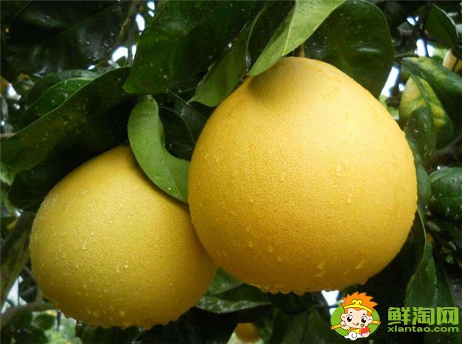 柚子在什么季節(jié)成熟最甜，不同柚子成熟的季節(jié)是幾月（7種）