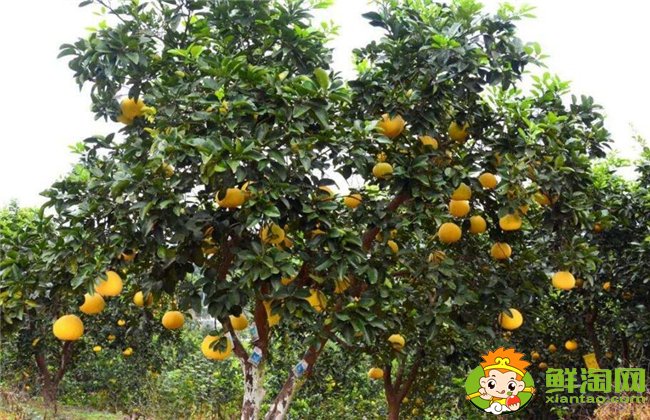 柚子在什么季節(jié)成熟最甜，不同柚子成熟的季節(jié)是幾月（7種）
