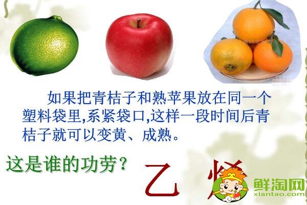 未成熟的柿子怎么催熟最快，柿子怎么催熟最簡單的方法（不澀簡單）