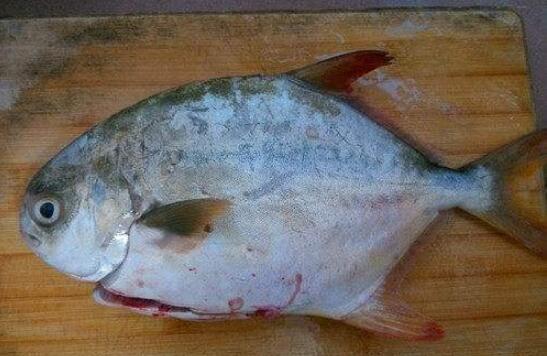 金槍魚(yú)怎么吃