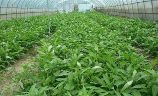 空心菜如何繁殖，空心菜繁殖的方法