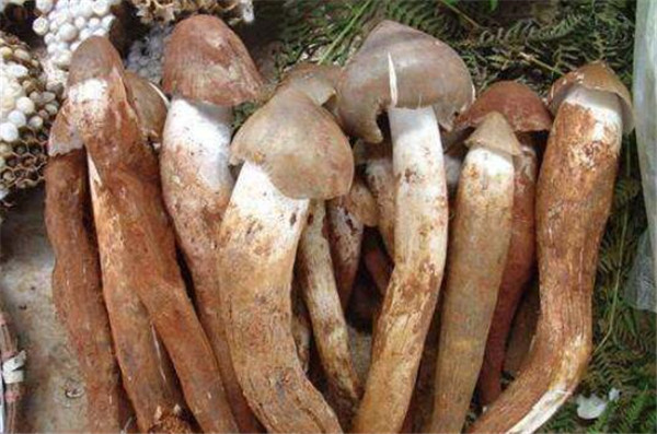 雞樅菌價(jià)格多少錢一斤，雞樅菌價(jià)格100多左右一斤