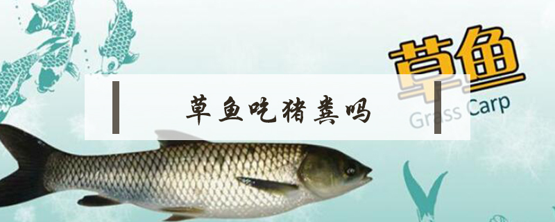 草魚(yú)吃豬糞嗎