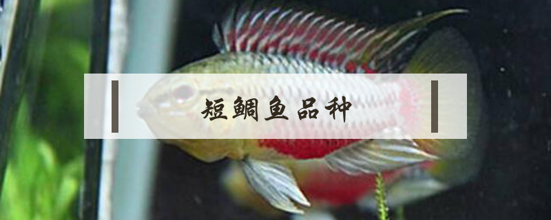 短鯛魚品種