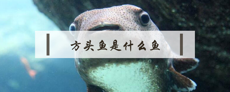 方頭魚(yú)是什么魚(yú)