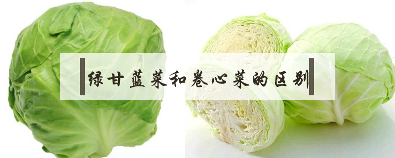綠甘藍菜和卷心菜的區別