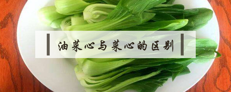 油菜心與菜心的區別
