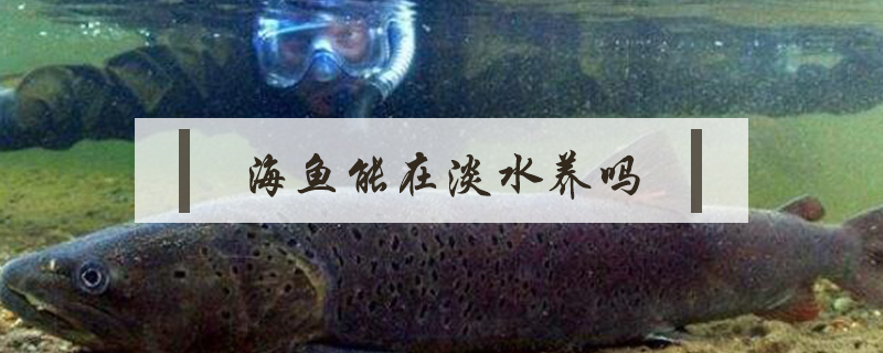 海魚能在淡水養嗎