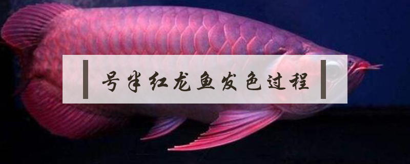 號半紅龍魚發色過程