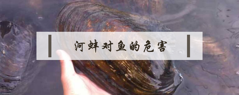 河蚌對魚的危害