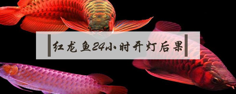 紅龍魚24小時(shí)開燈后果