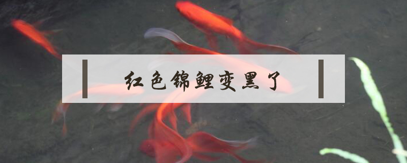 紅色錦鯉變黑了