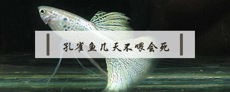 孔雀魚幾天不喂會(huì)死