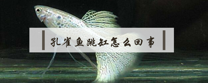 孔雀魚跳缸怎么回事
