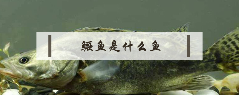 鱖魚是什么魚