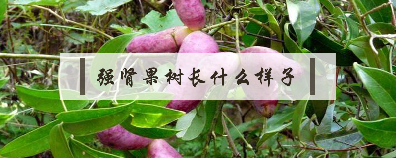 強(qiáng)腎果樹(shù)長(zhǎng)什么樣子