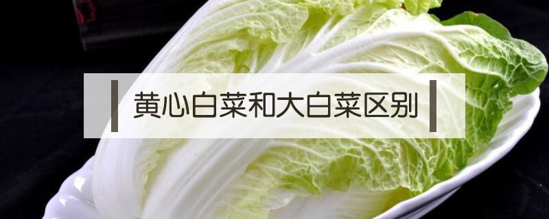 黃心白菜和大白菜區別