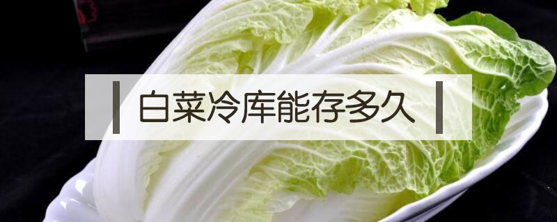 白菜冷庫能存多久
