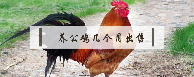 養(yǎng)公雞幾個(gè)月出售