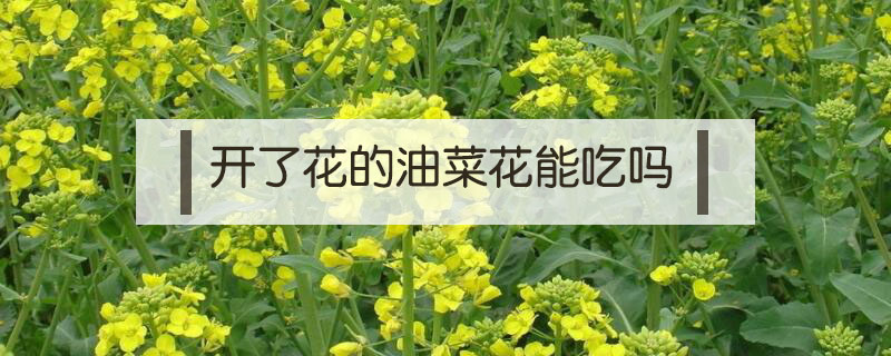 開(kāi)了花的油菜花能吃嗎