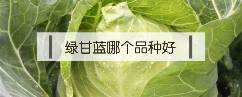 綠甘藍(lán)哪個(gè)品種好