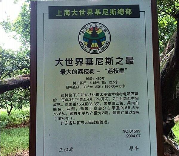 世界上最大的荔枝樹有多大，中國最古老的荔枝樹在哪里