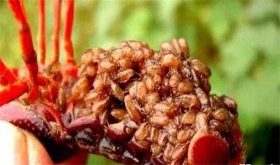 小龍蝦幾月產(chǎn)卵，小龍蝦的收獲季節(jié)