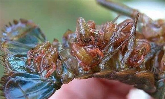 小龍蝦幾月產(chǎn)卵，小龍蝦的收獲季節(jié)