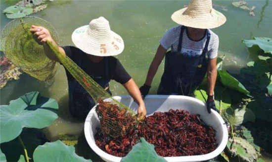小龍蝦幾月產(chǎn)卵，小龍蝦的收獲季節(jié)