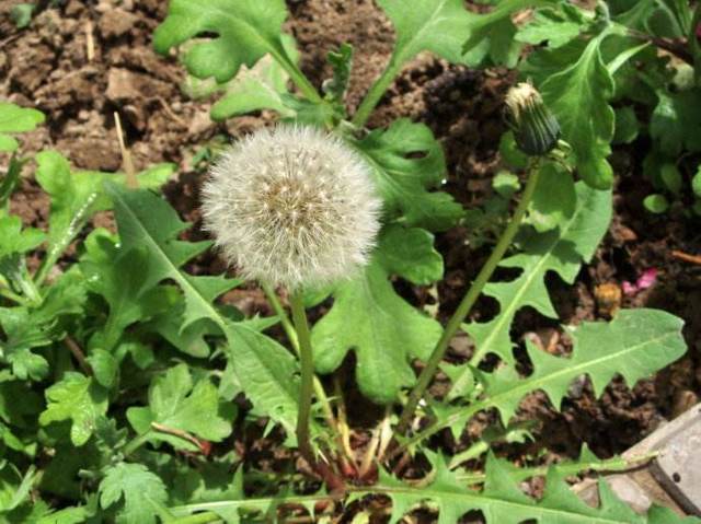 蒲公英茶應該怎么喝，蒲公英泡水一次放幾根