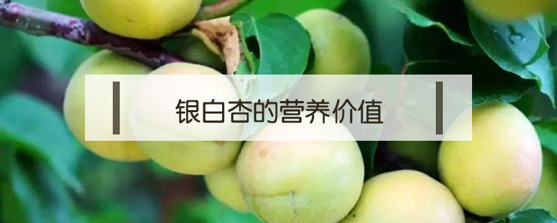 銀白杏的營(yíng)養(yǎng)價(jià)值