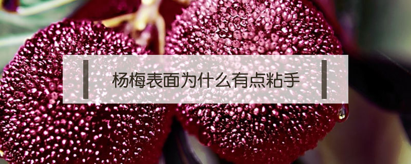 楊梅表面為什么有點粘手