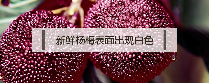 新鮮楊梅表面出現(xiàn)白色