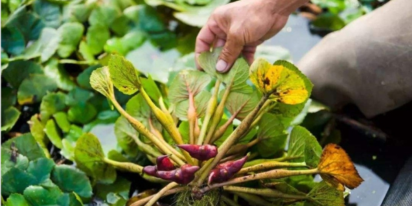菱角怎么種植,北方能種植菱角嗎