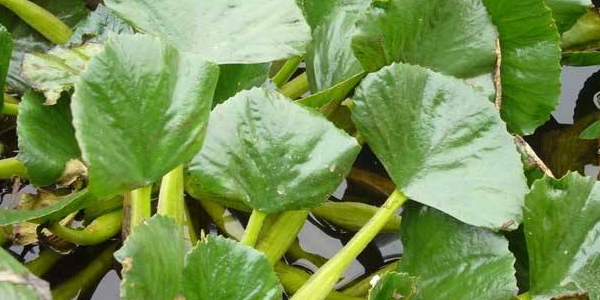 菱角怎么種植,北方能種植菱角嗎