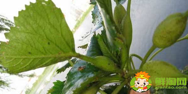 菱角幾月份發(fā)芽，菱角多久能發(fā)芽
