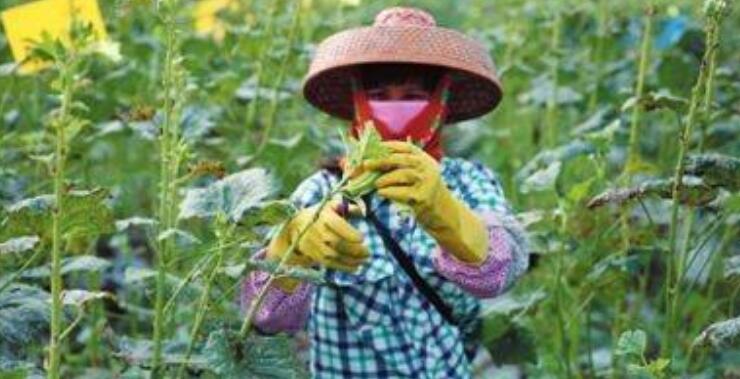 黃秋葵花在什么時候摘，黃秋葵花泡酒方法