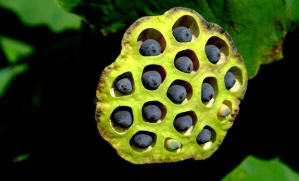 蓮藕種子直接扔池塘能發(fā)芽嗎，種子怎么才能發(fā)芽