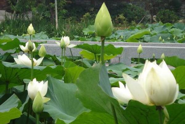蓮藕種子直接扔池塘能發(fā)芽嗎，種子怎么才能發(fā)芽